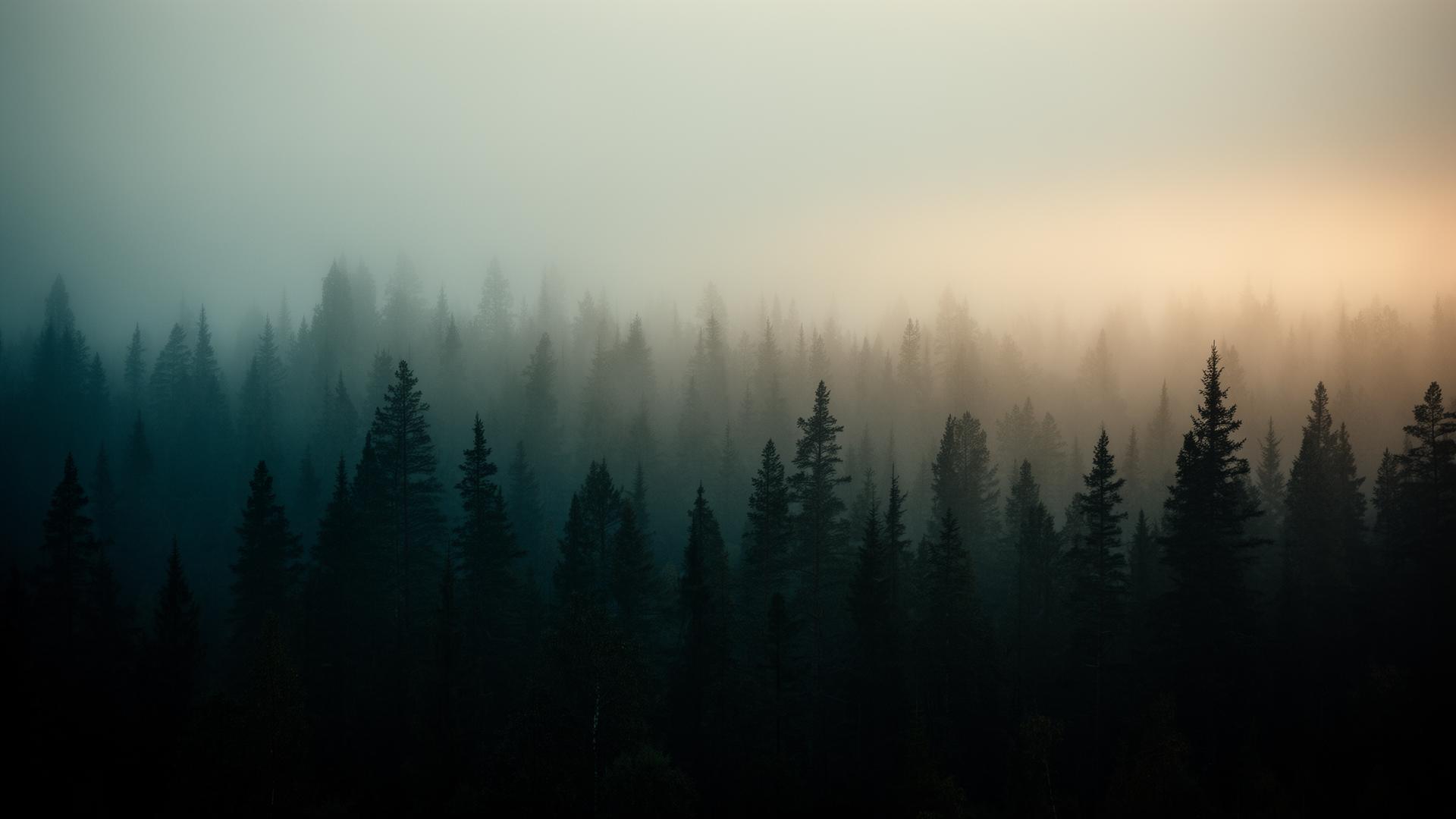 Nordisk dimmig skog